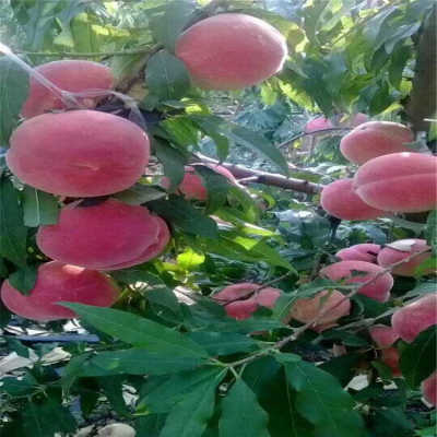 hth华体-对会展经济在城市发展中的作用做以综合分析(图1) hth·华体